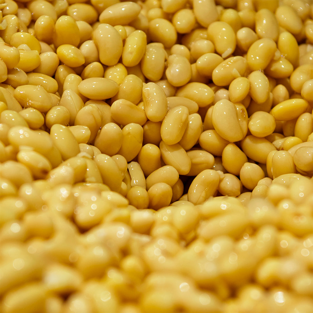 【限定生産商品:出荷日 第2金曜or第4金曜】豆乳 Extra Richセット